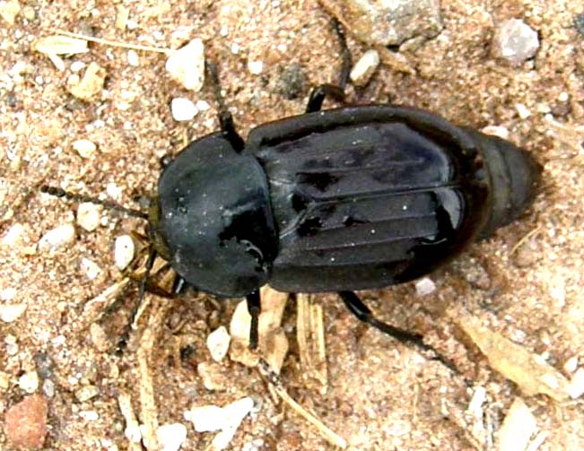Coleottero altoatesino: Silpha tristis